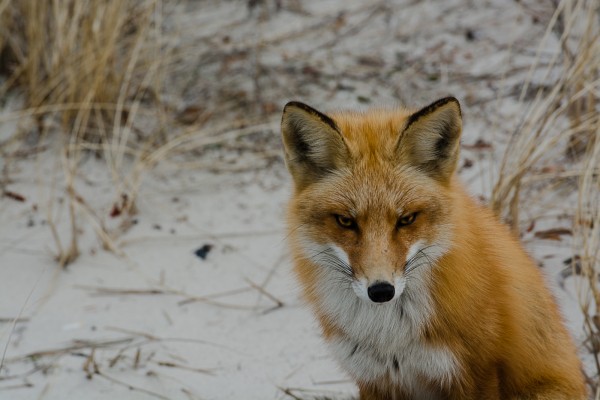 fox-hunt-13-of-151