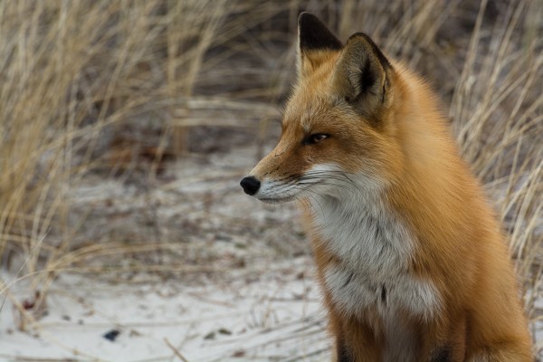 fox-hunt-14-of-151