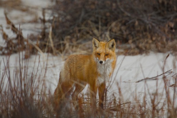 fox-hunt-2-of-151