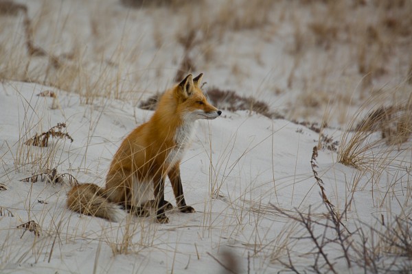 fox-hunt-5-of-151