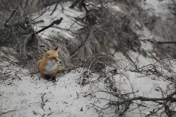 fox-hunt-6-of-15